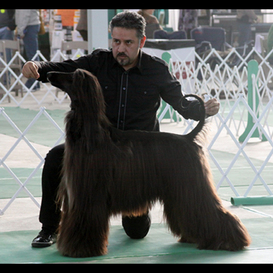 Grooming the Afghan Hound